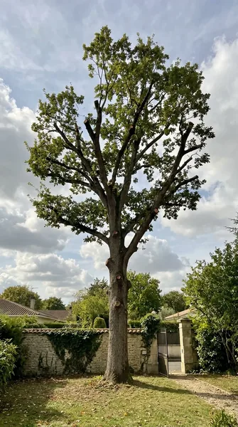 Élagage d’arbre