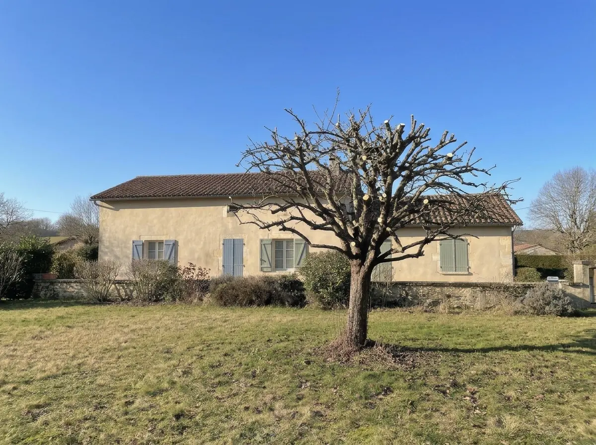 Après : pommier taillé, ramure aérée